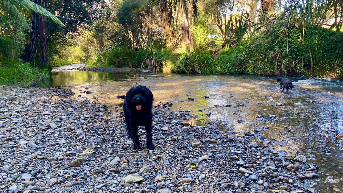 Photo from Willowbank Park