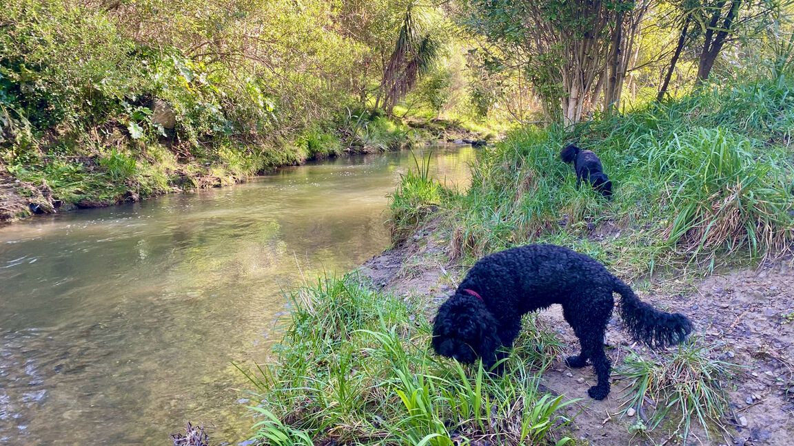 Photo from Willowbank Park
