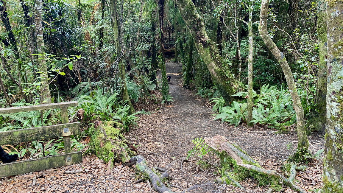 Photo from Kaitoke Regional Park