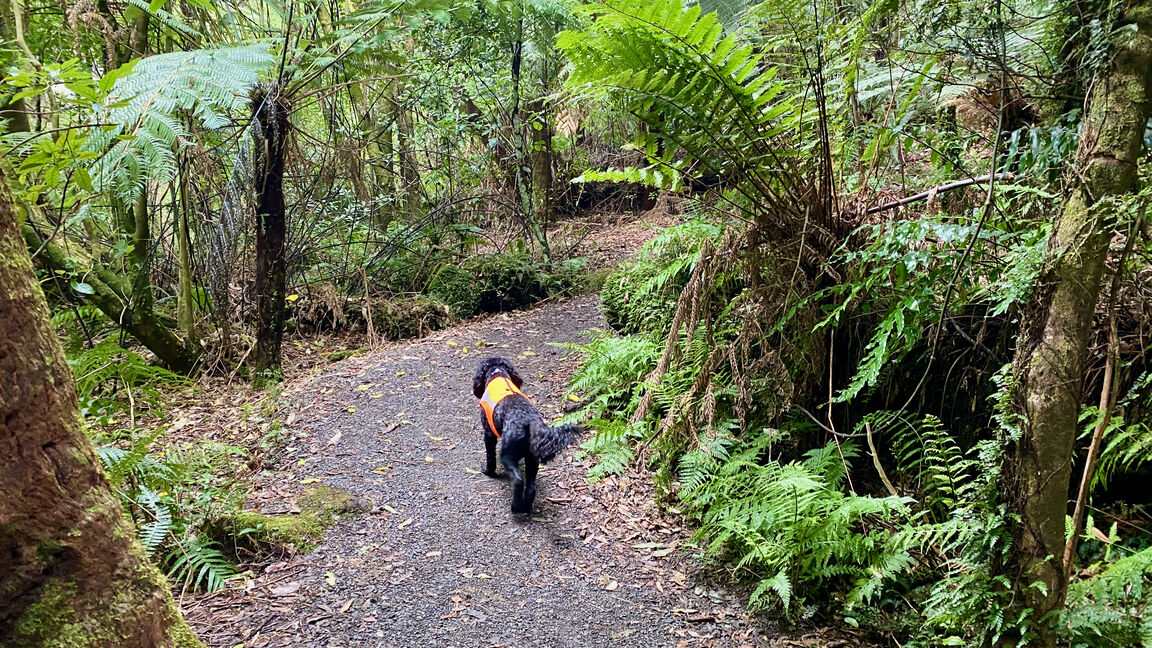 Photo from Kaitoke Regional Park