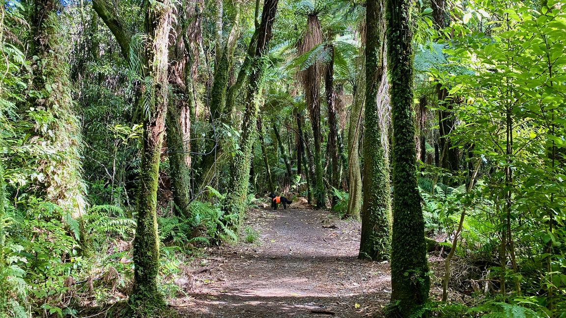 Photo from Kaitoke Regional Park