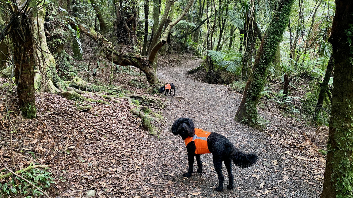 Photo from Kaitoke Regional Park