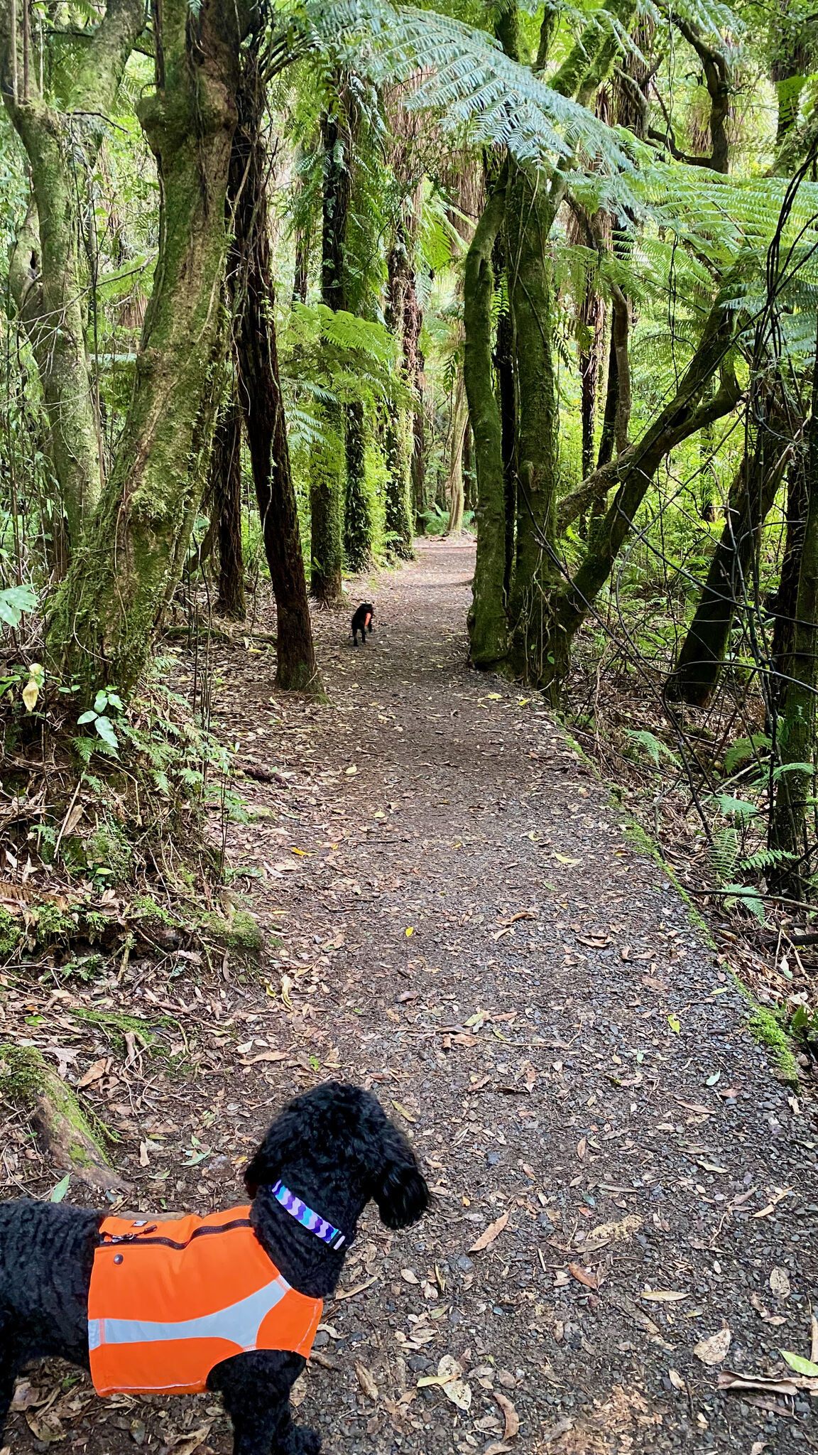 Photo from Kaitoke Regional Park