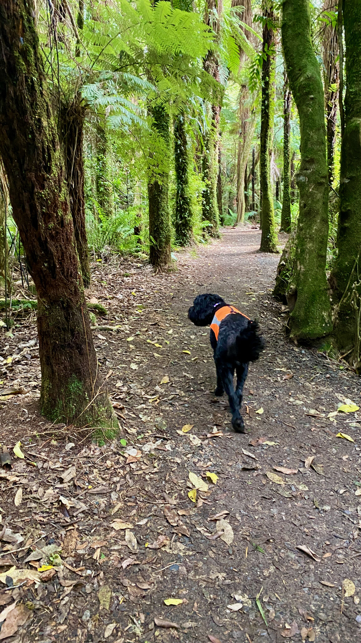 Photo from Kaitoke Regional Park