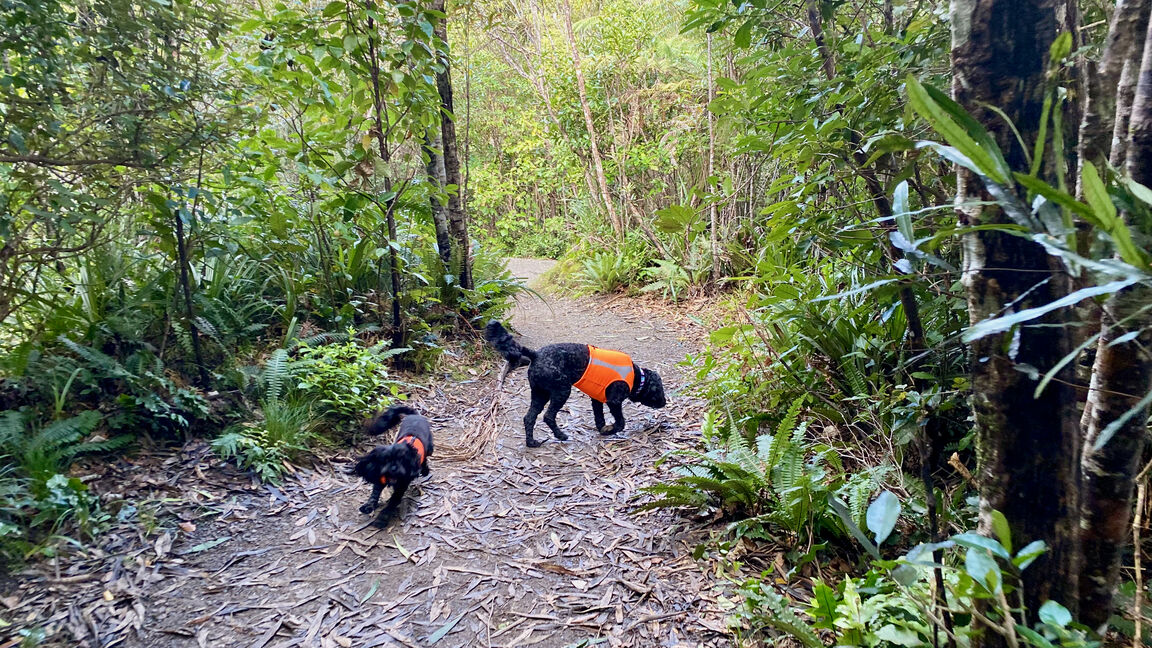Photo from Kaitoke Regional Park