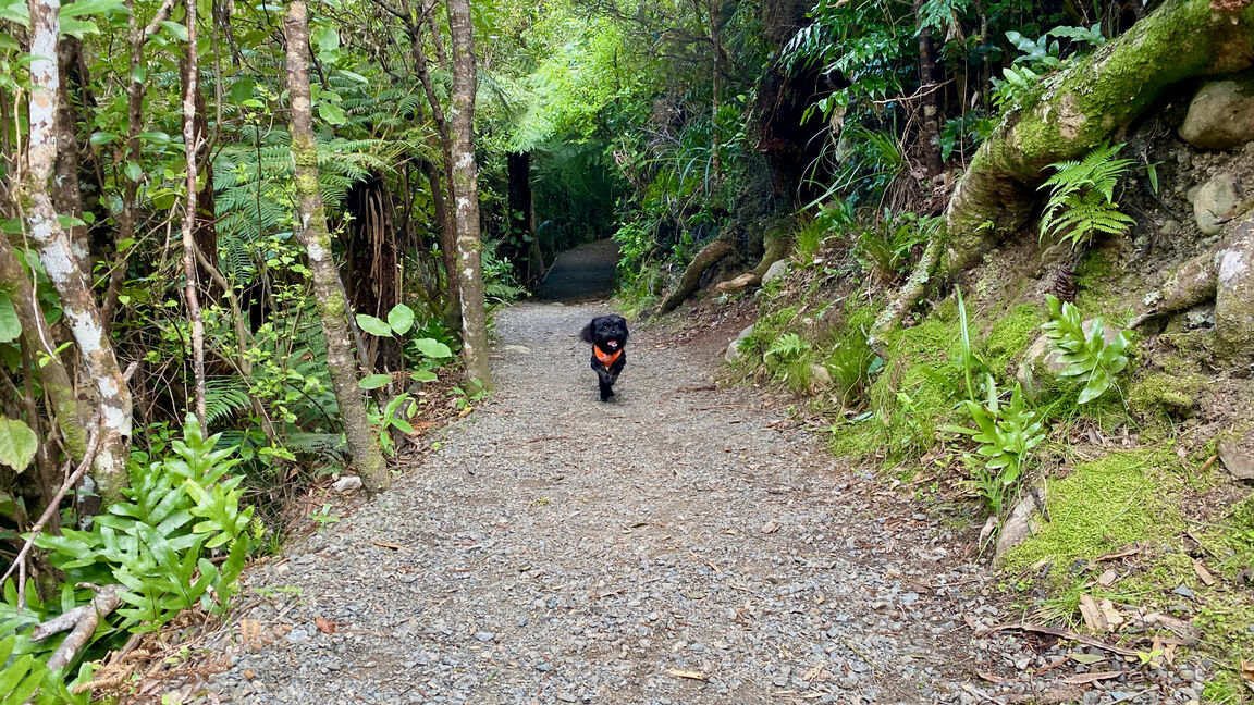 Photo from Kaitoke Regional Park