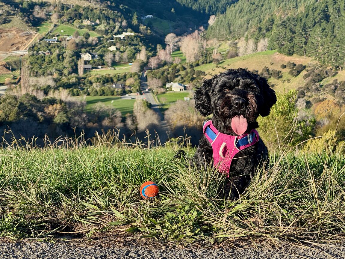 Photo from Botanical Hill (Centre of NZ)