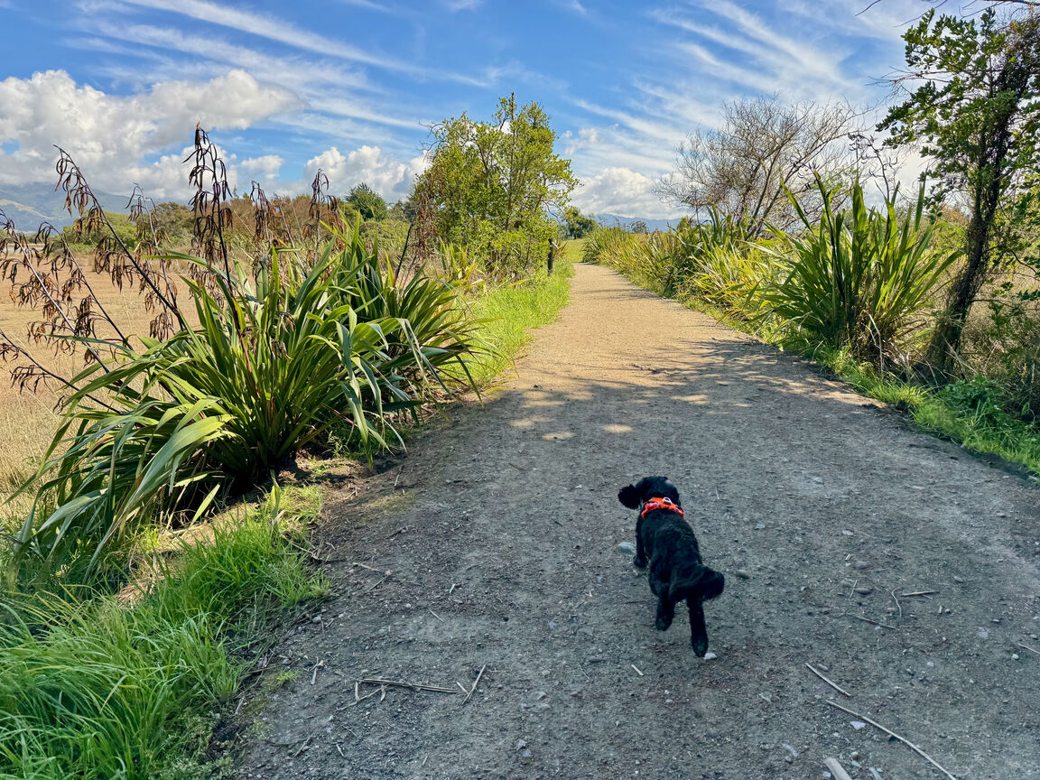 Photo from York Park