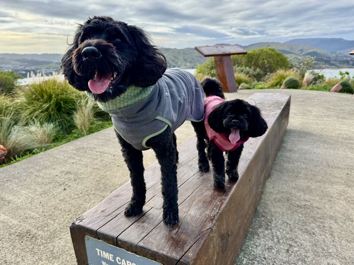 Photo from Spinnaker Walkway Reserve