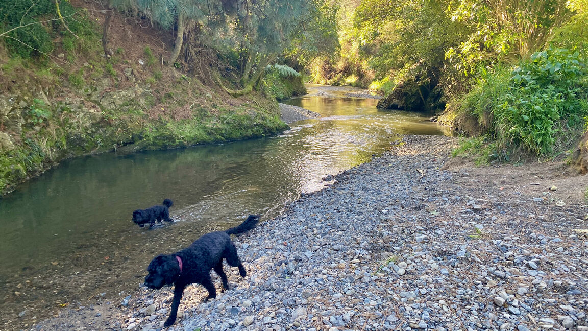 Photo from Willowbank Park