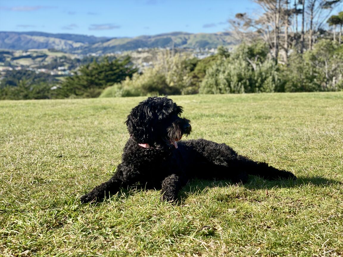Photo from Brandon Reserve