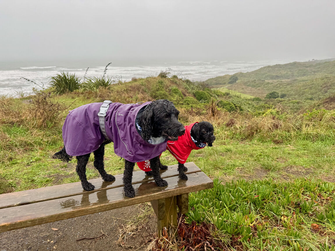 Photo from Queen Elizabeth Park