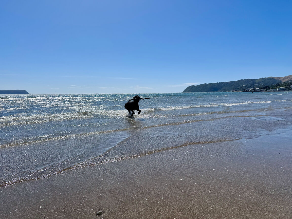 Photo from Plimmerton Beach