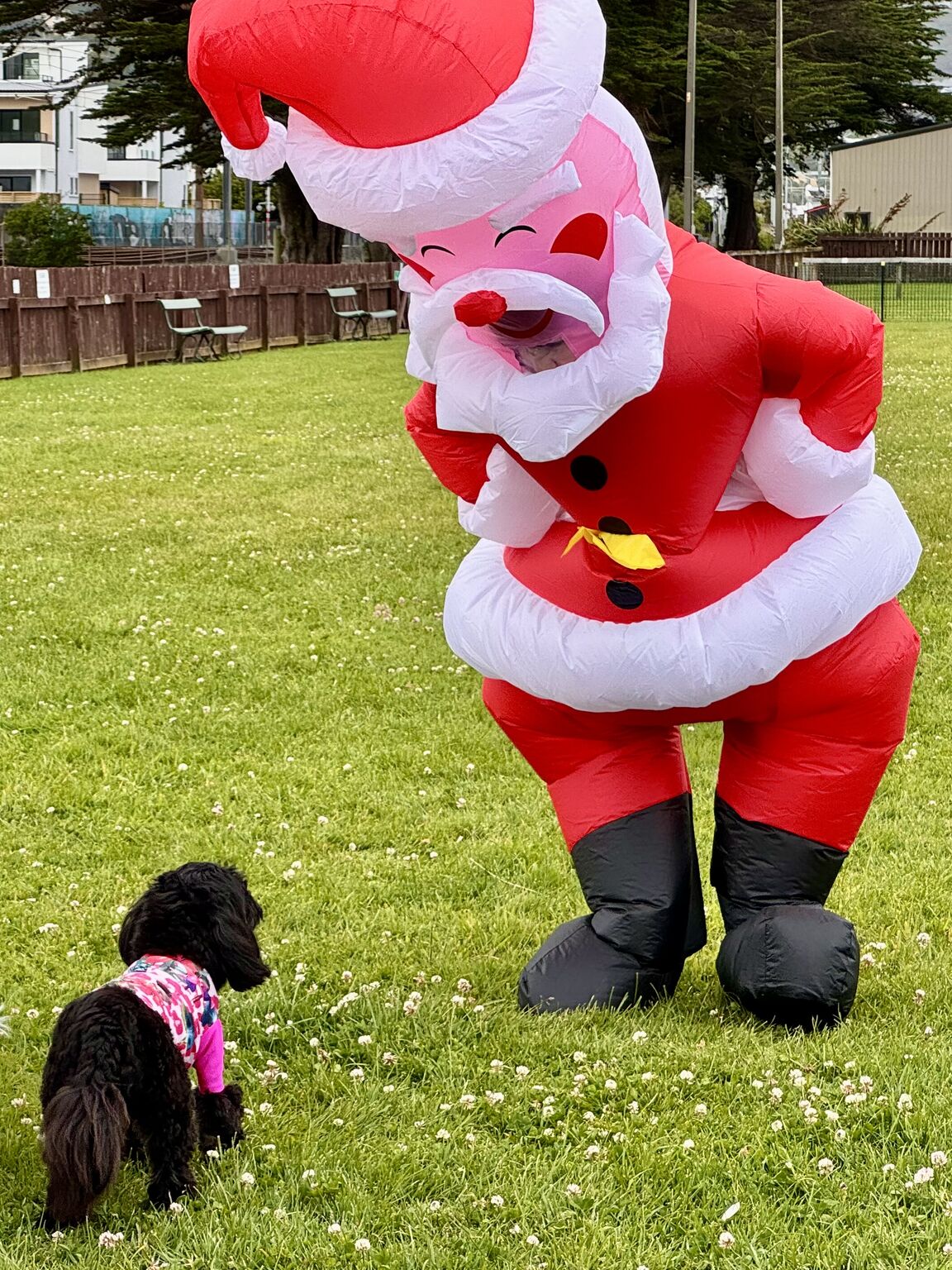 Photo from Ngatitoa Domain dog obedience school