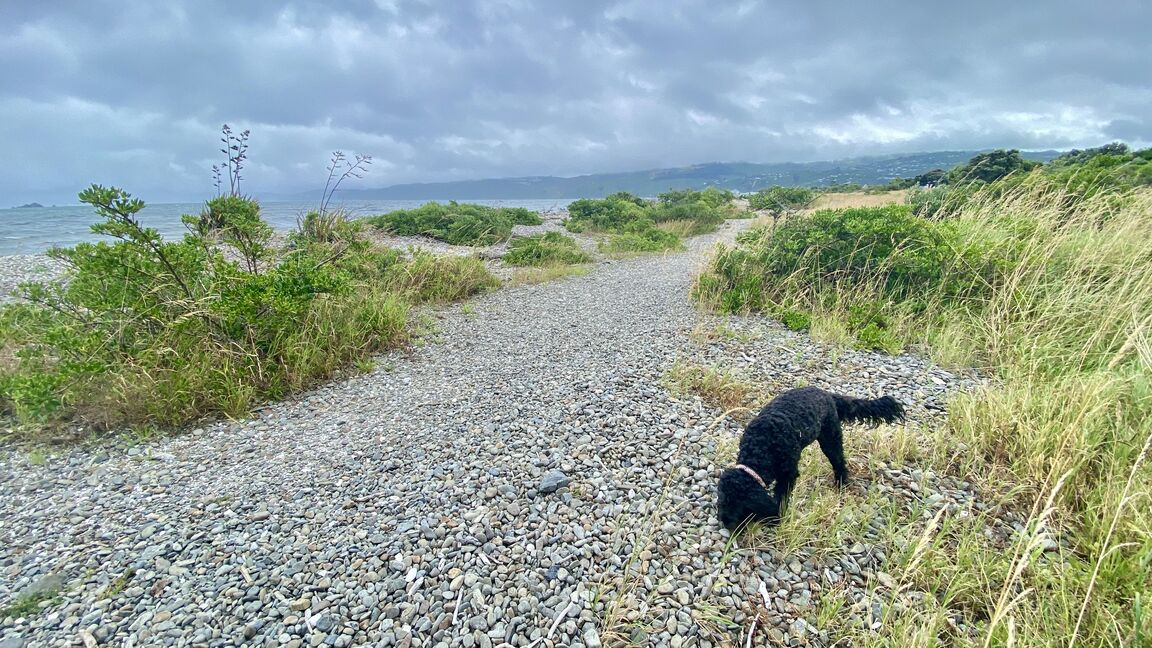 Photo from Petone Beach East