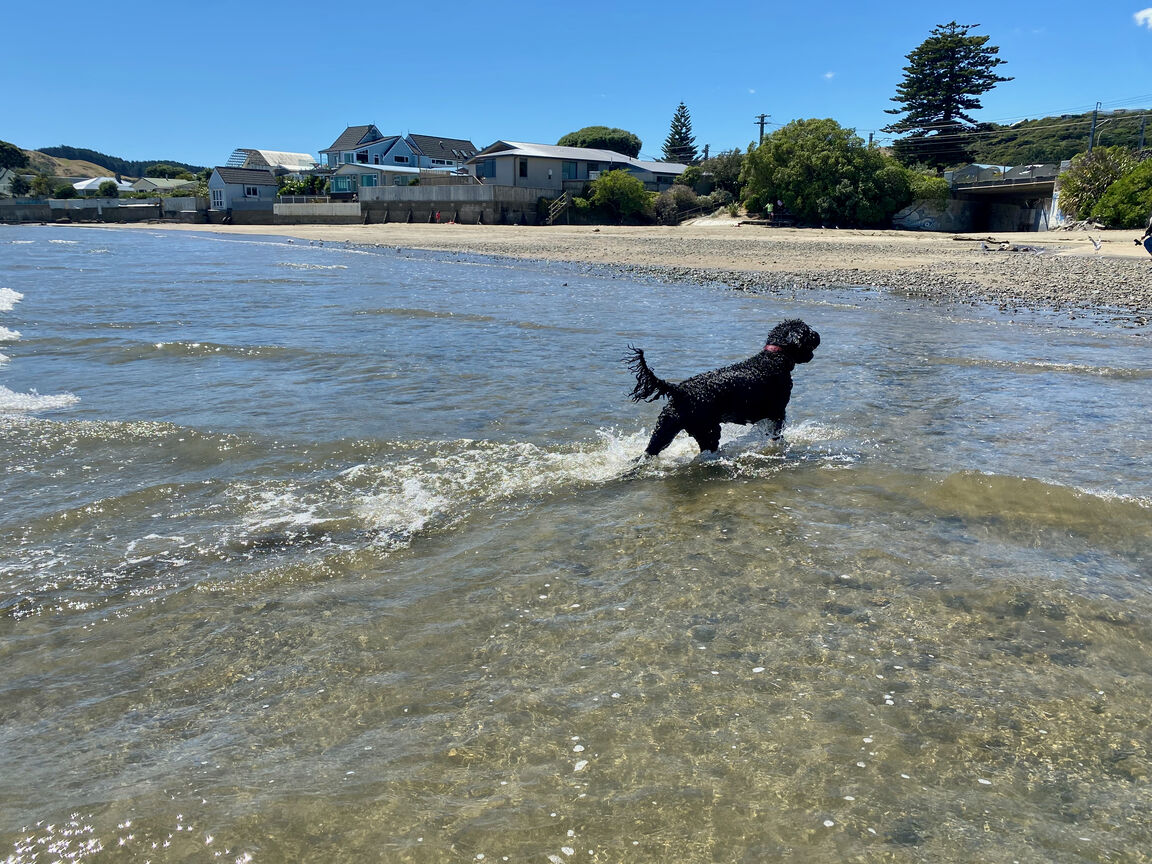 Photo from Plimmerton Beach