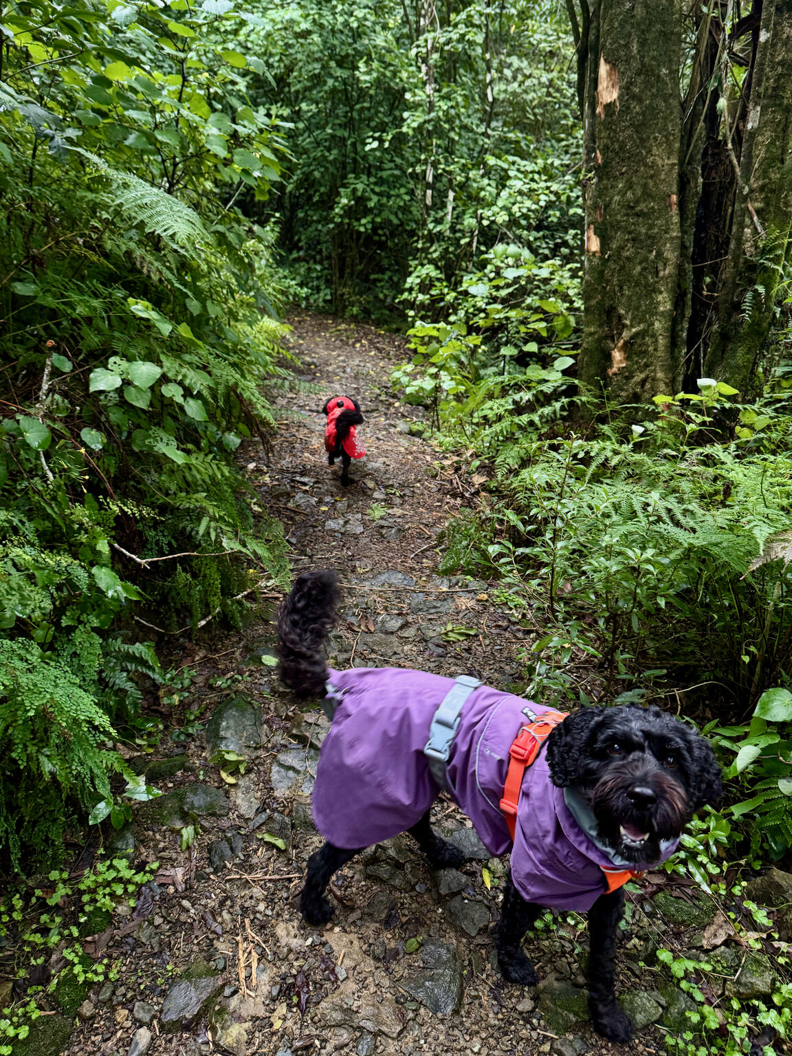 Photo from Titoki Reserve