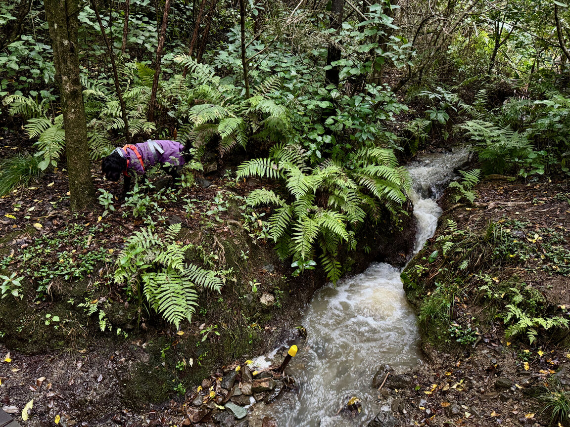 Photo from Titoki Reserve