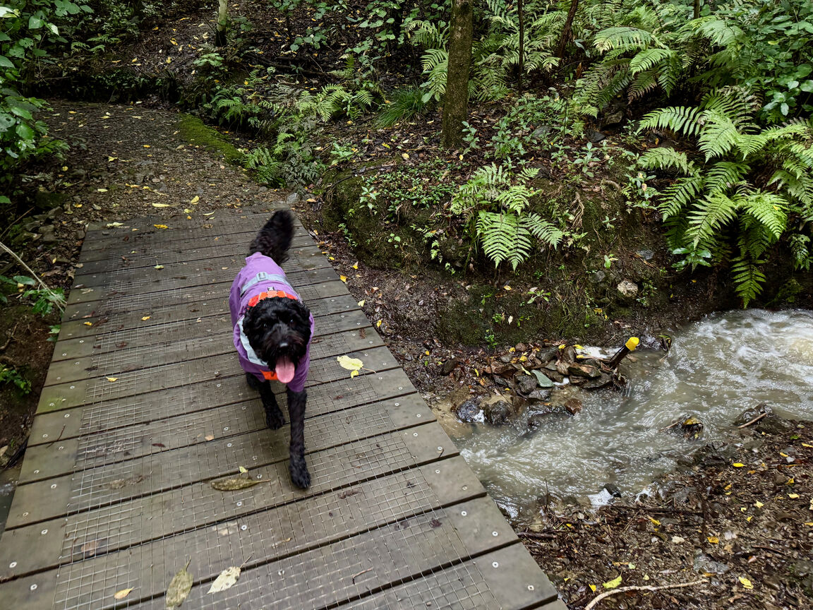 Photo from Titoki Reserve
