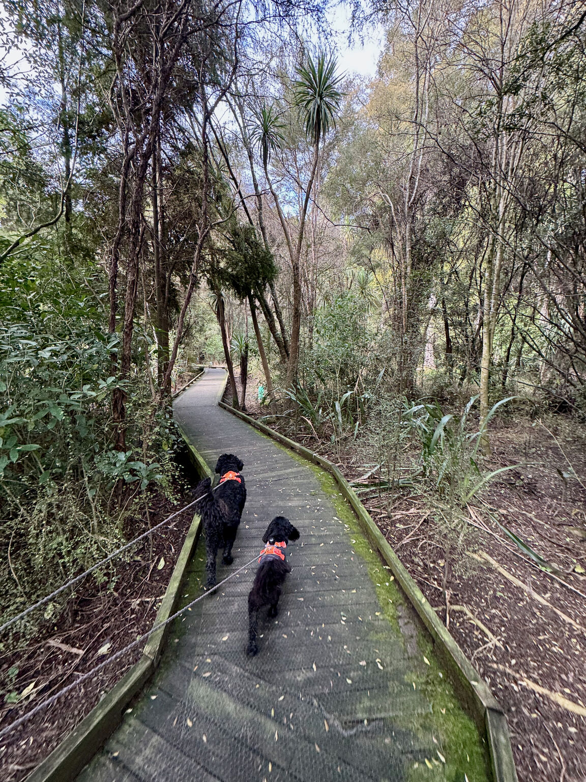 Photo from Faulkner Bush Reserve