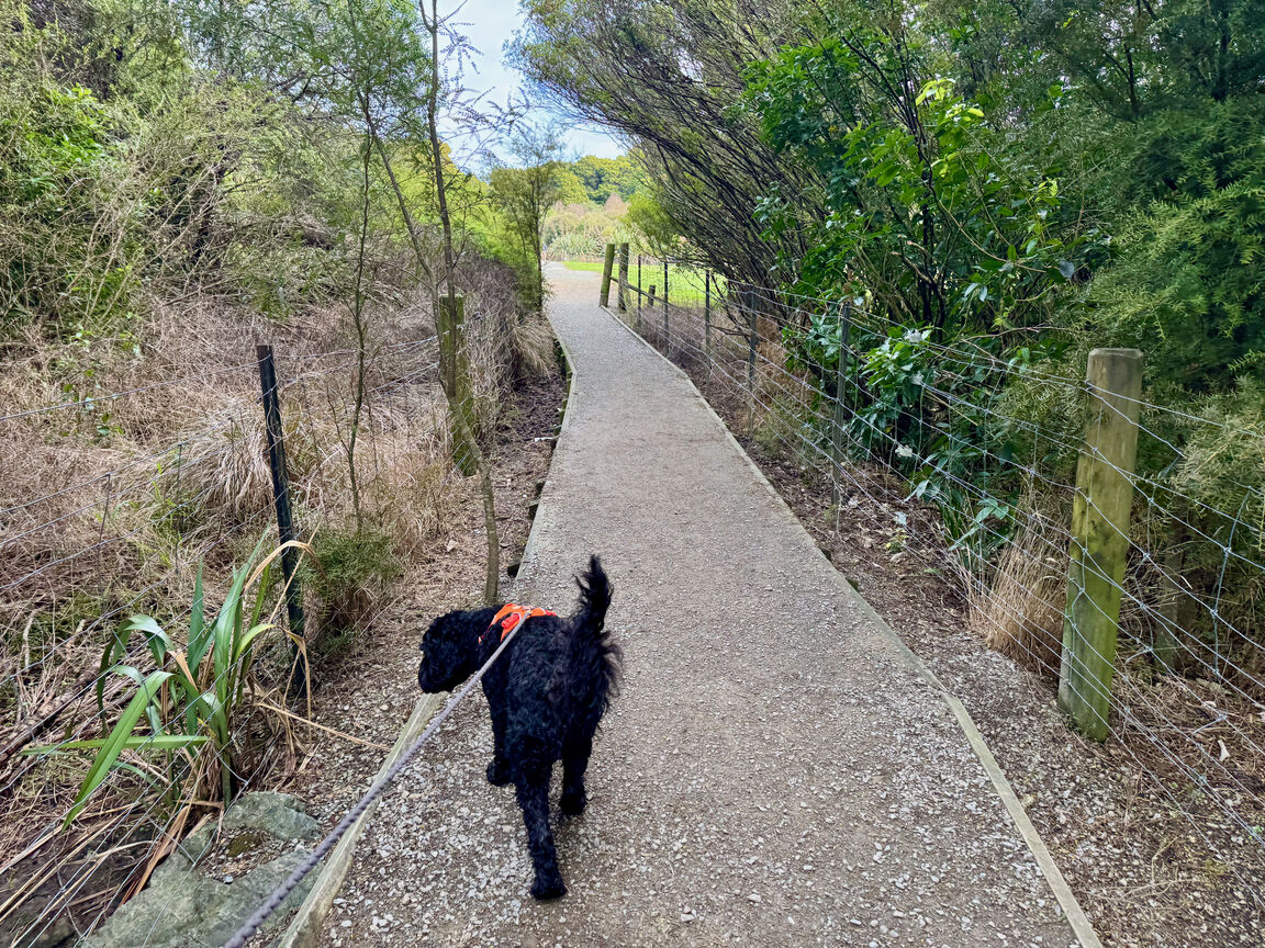 Photo from Faulkner Bush Reserve