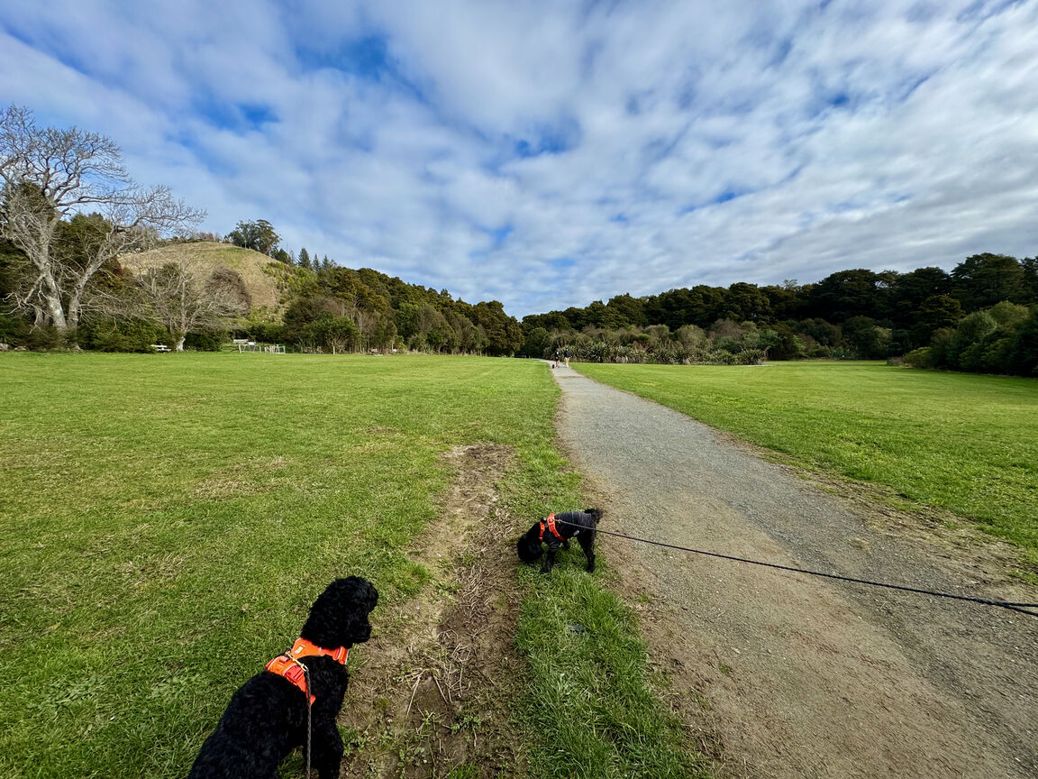 Photo from Faulkner Bush Reserve