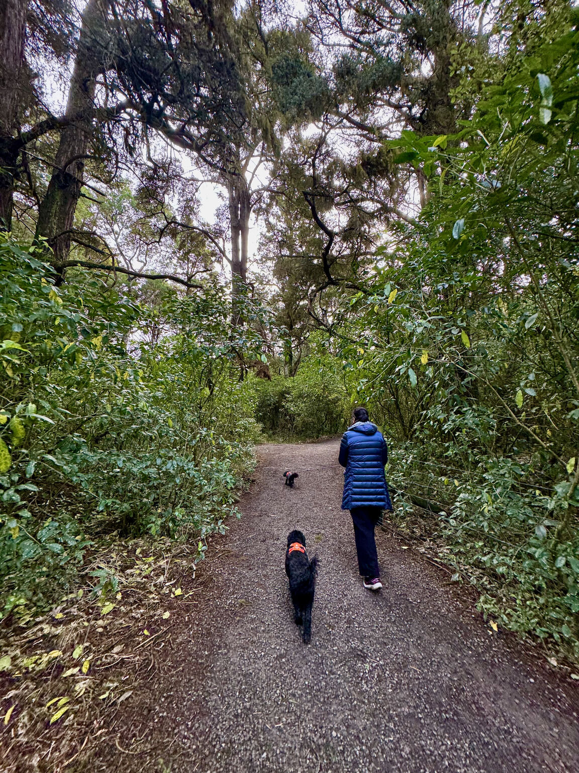 Photo from Faulkner Bush Reserve