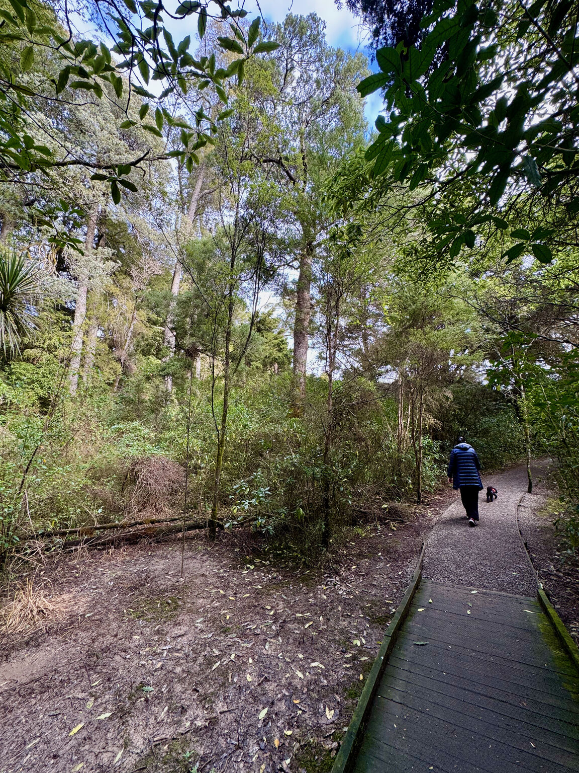 Photo from Faulkner Bush Reserve