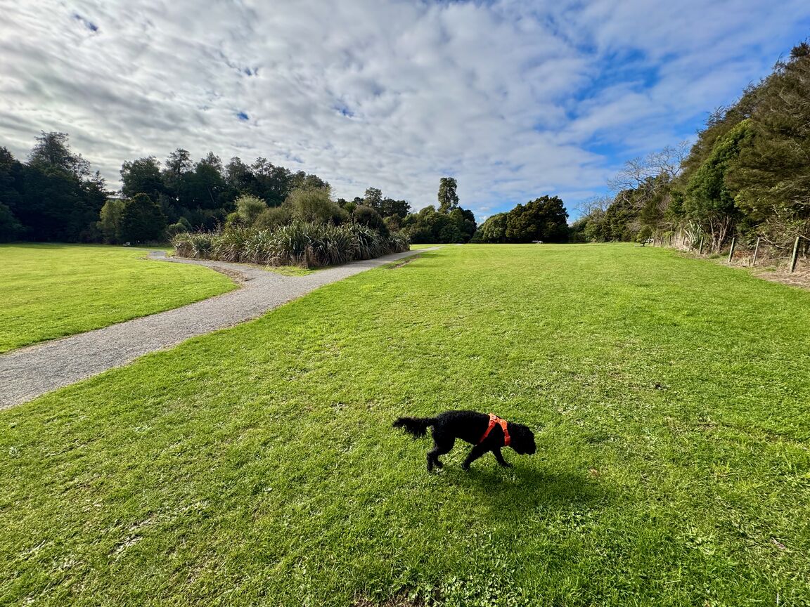 Photo from Faulkner Bush Reserve