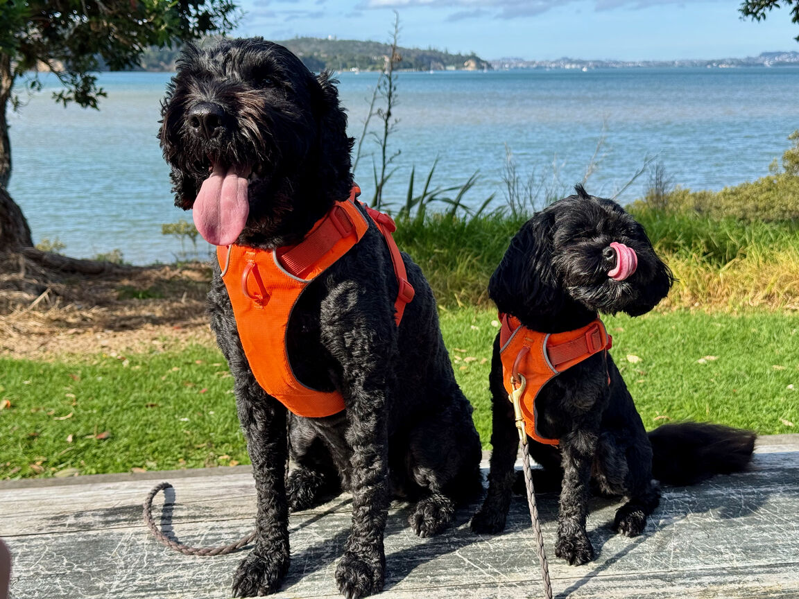 Photo from Hobsonville Esplanade