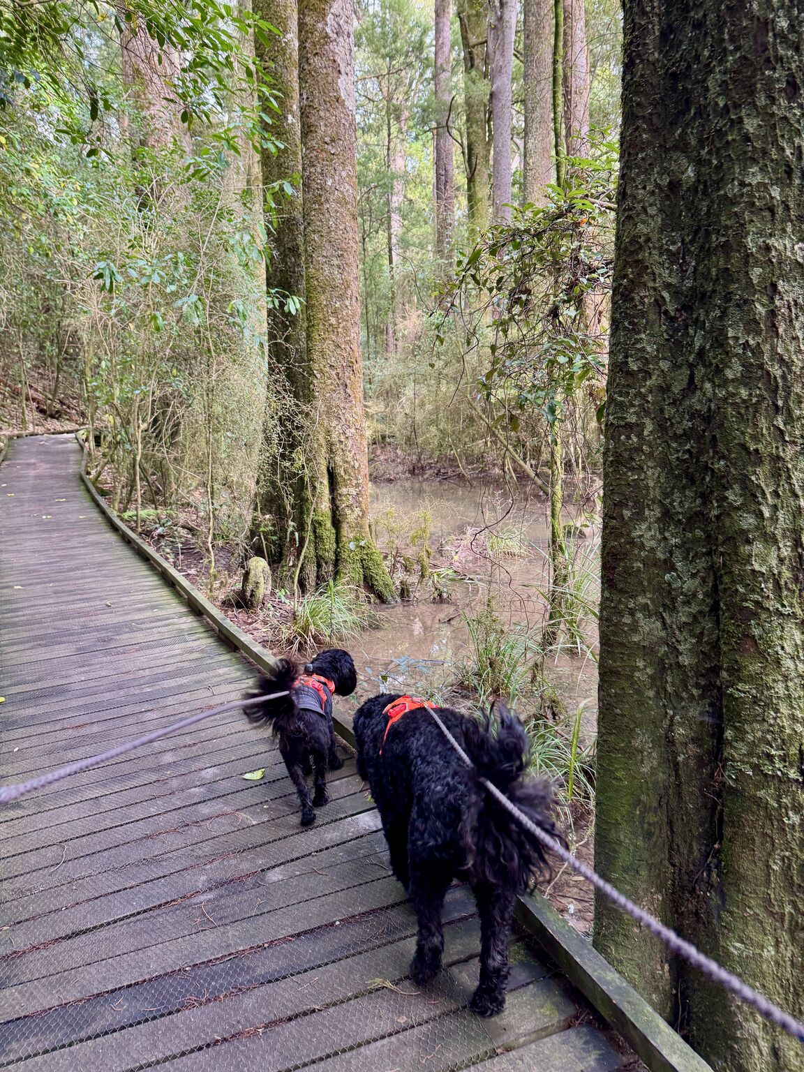 Photo from Faulkner Bush Reserve