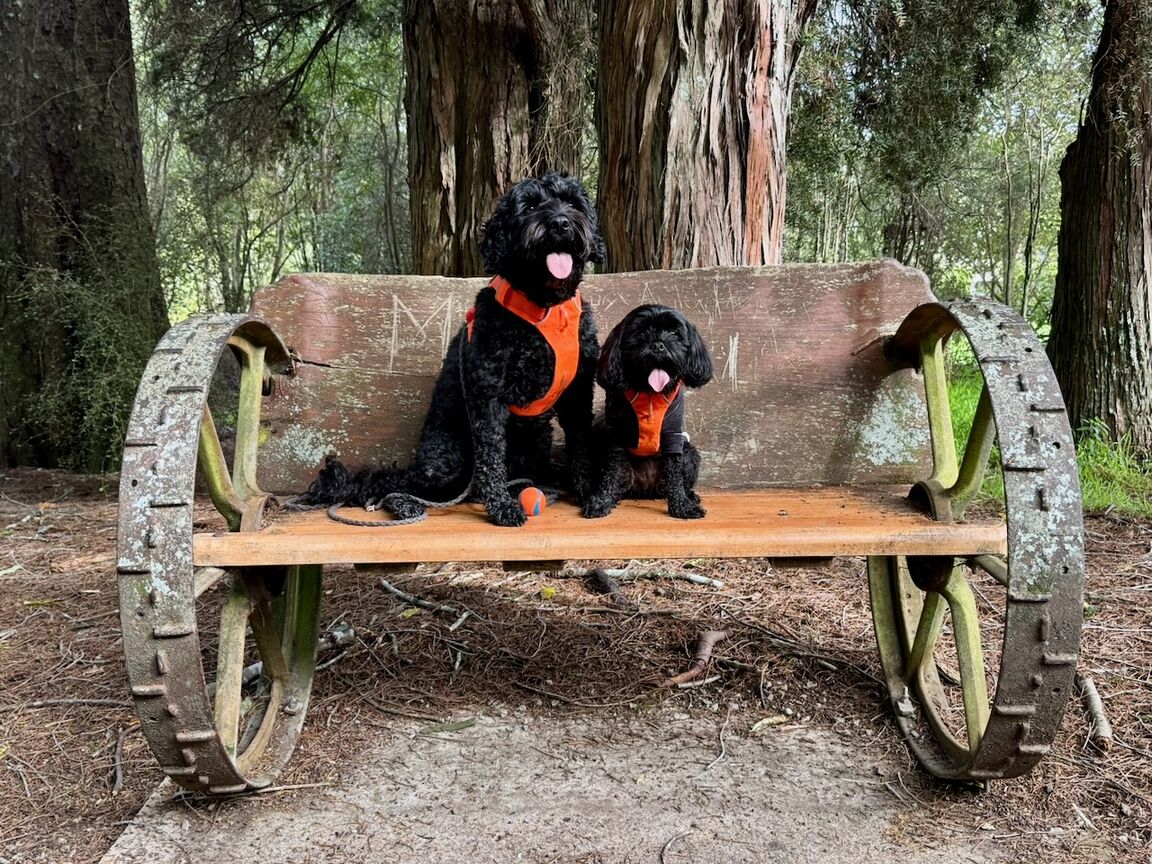 Photo from Faulkner Bush Reserve