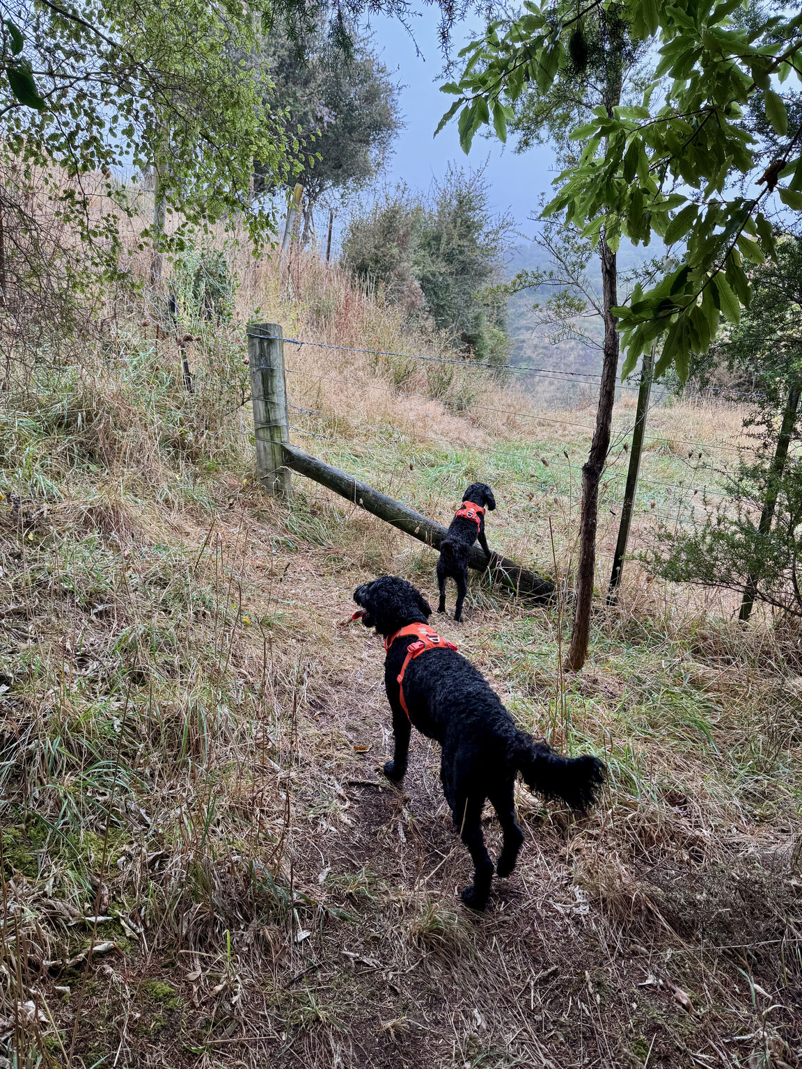 Photo from Titoki Reserve