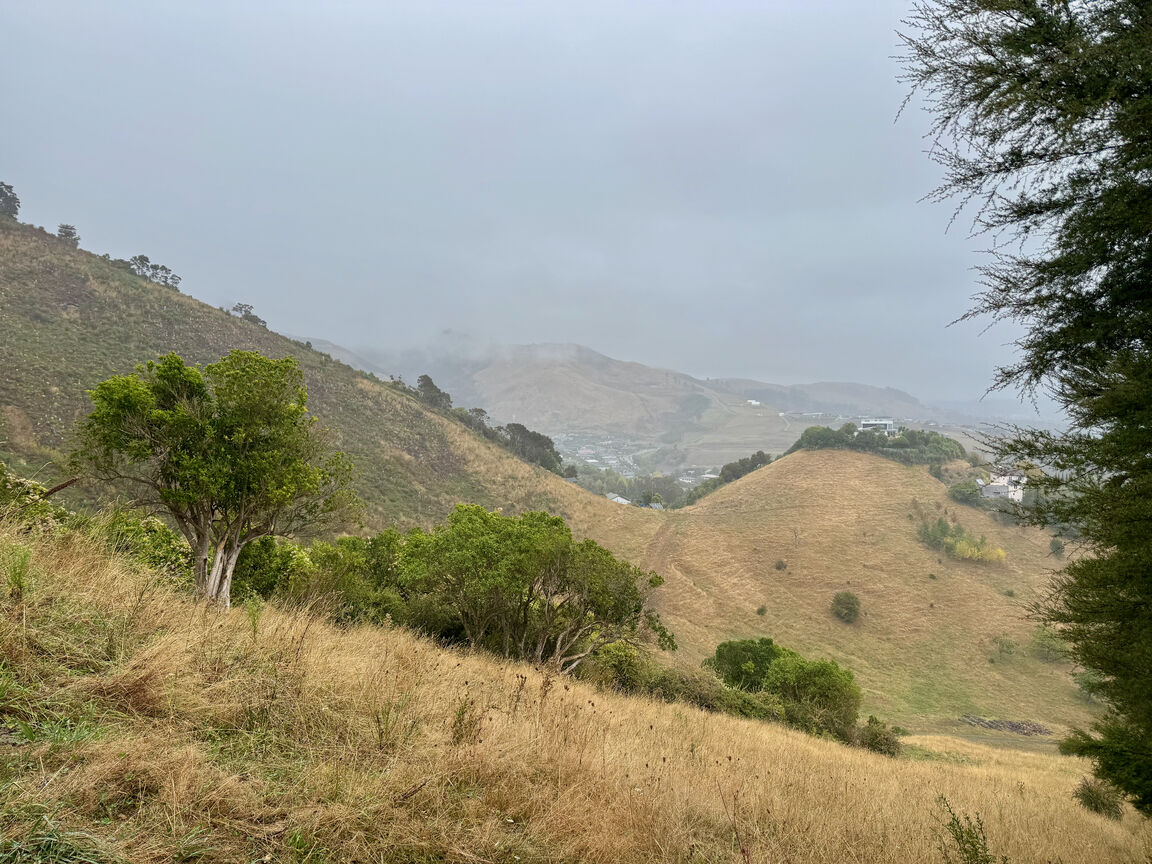 Photo from Titoki Reserve