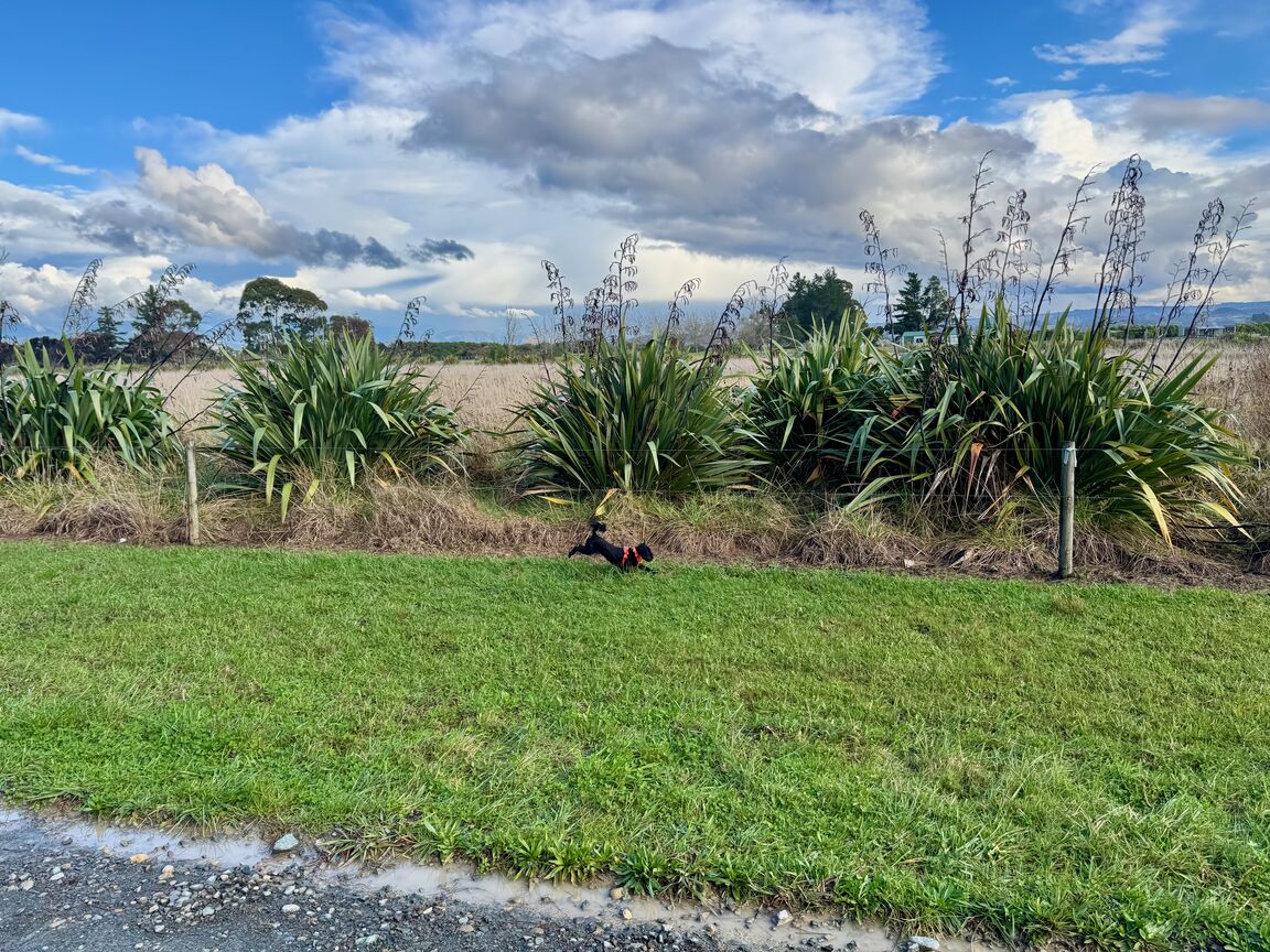 Photo from Rough Island
