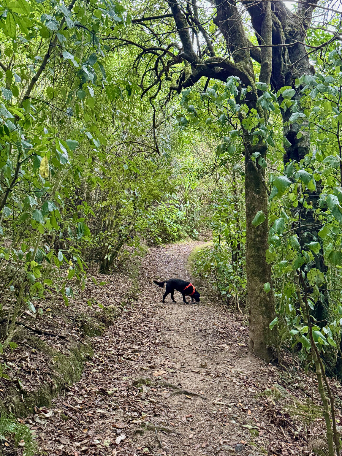 Photo from Titoki Reserve