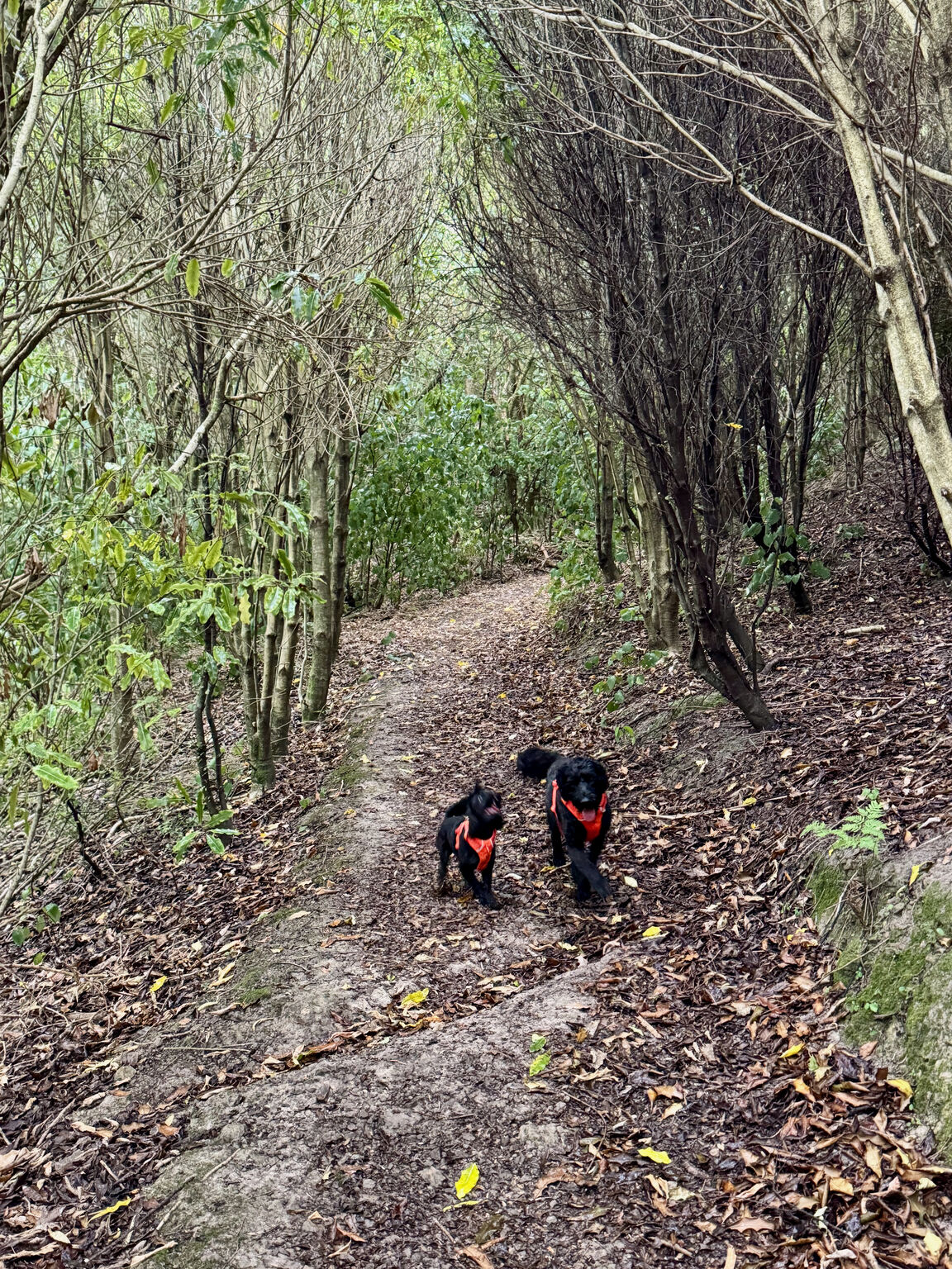 Photo from Titoki Reserve