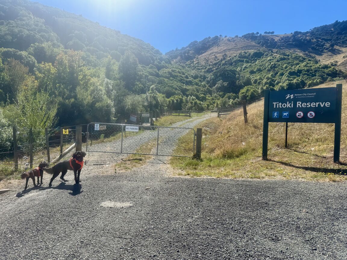 Photo from Titoki Reserve