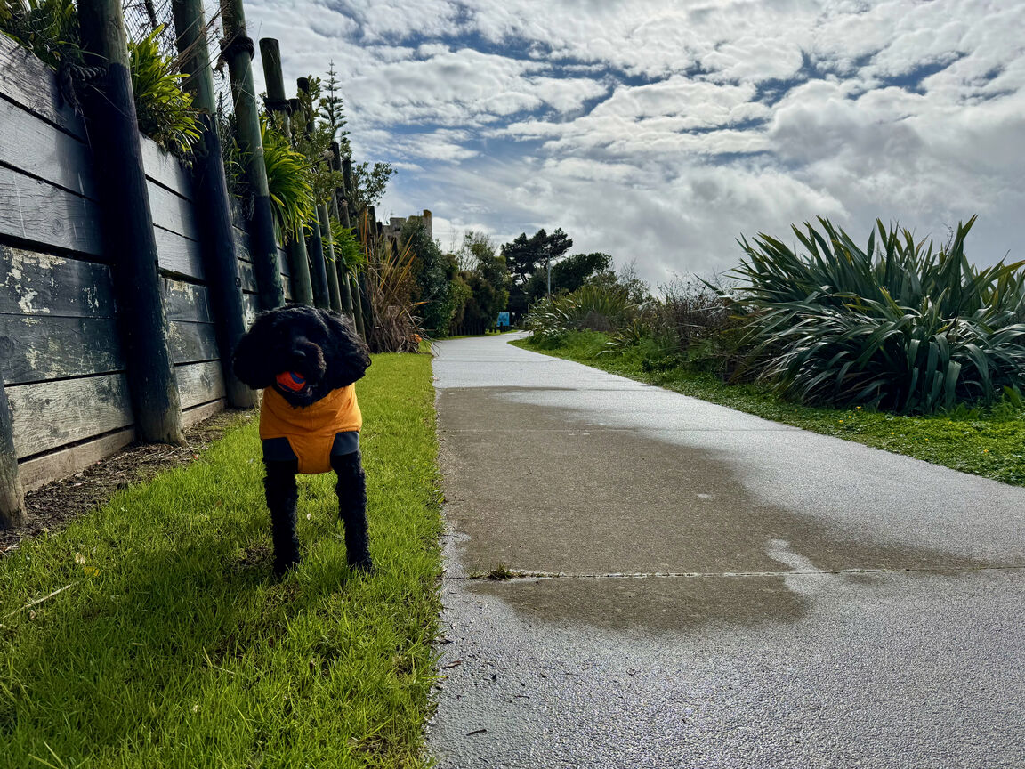 Photo from Wineera Drive (foreshore reserve)