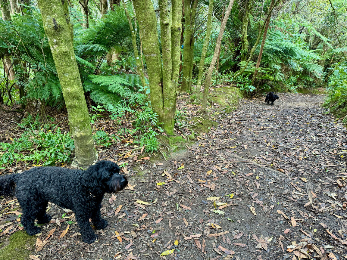 Photo from Trelissick Park