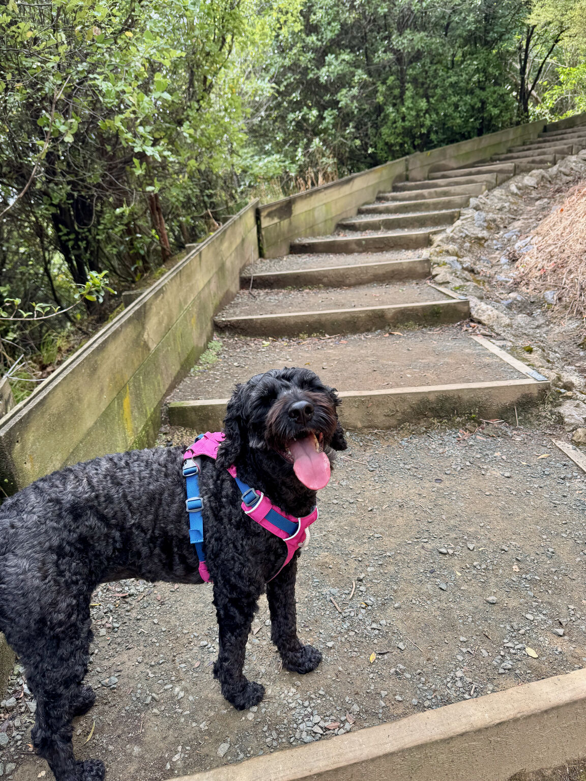 Photo from Dellside Reserve
