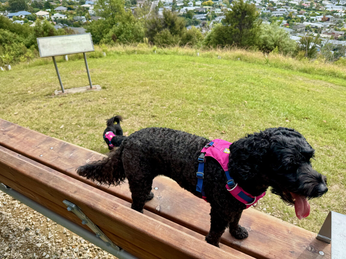 Photo from Dellside Reserve