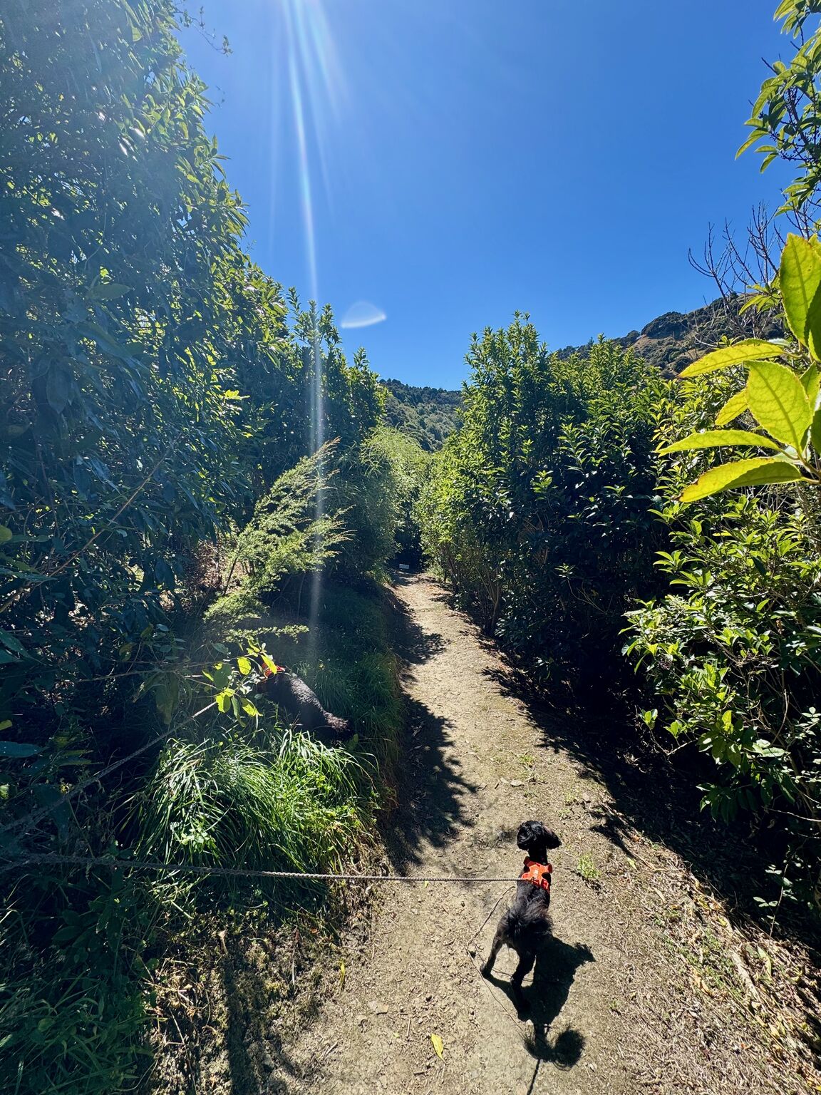 Photo from Titoki Reserve