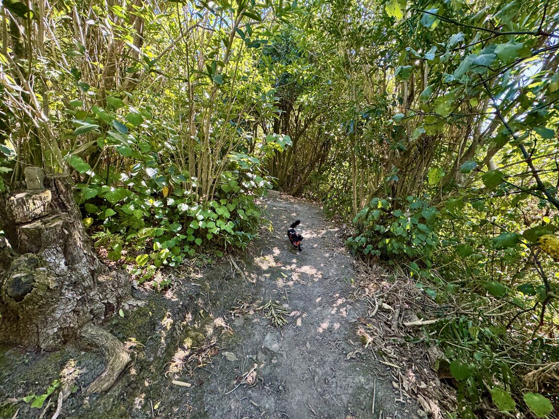 Photo from Titoki Reserve
