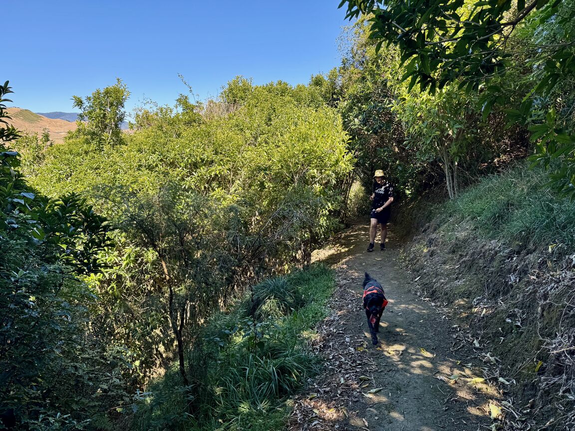 Photo from Titoki Reserve