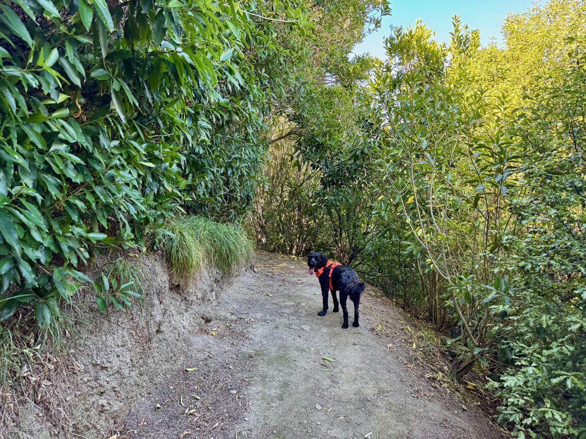 Photo from Titoki Reserve