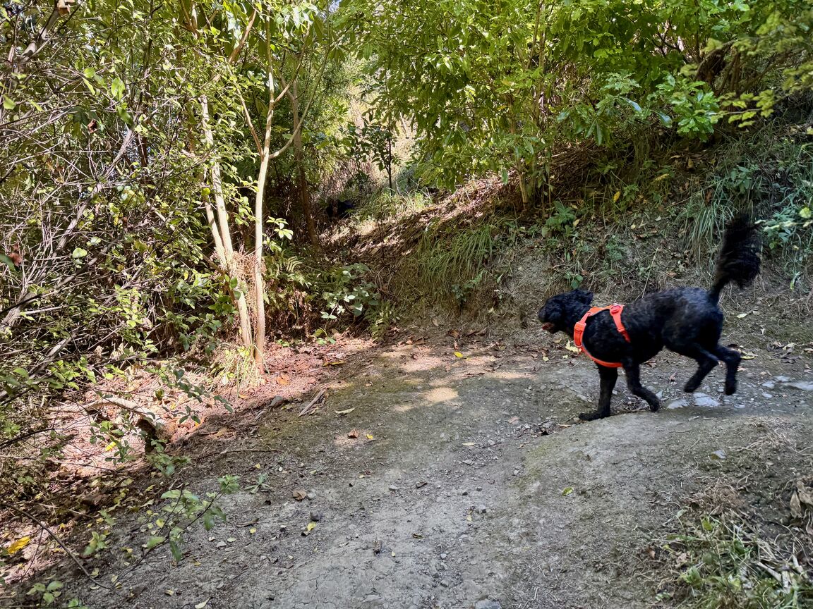 Photo from Titoki Reserve