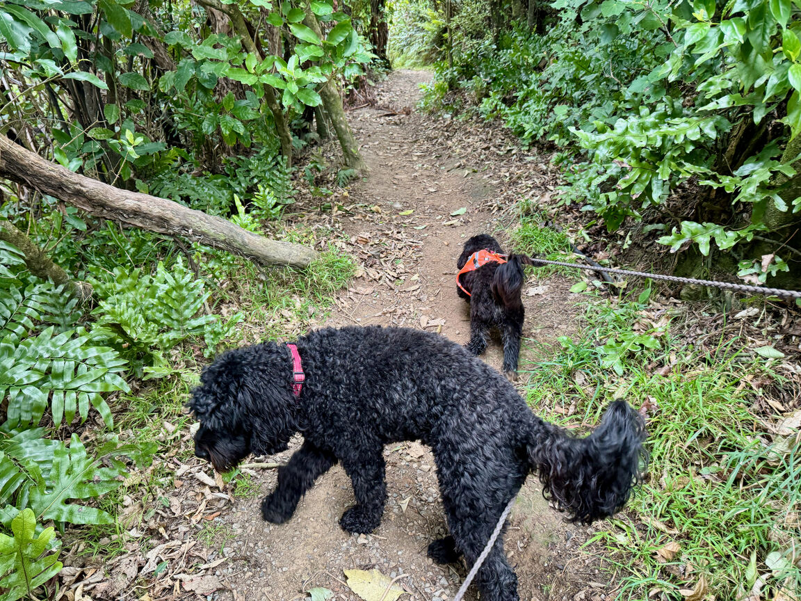 Photo from Waihinahina Park in Memory of Dennis Duggan
