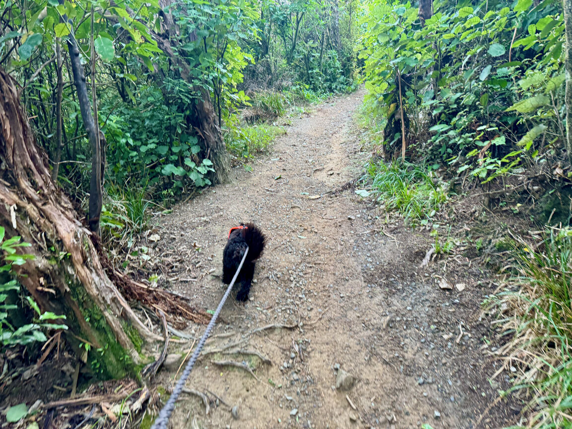 Photo from Waihinahina Park in Memory of Dennis Duggan