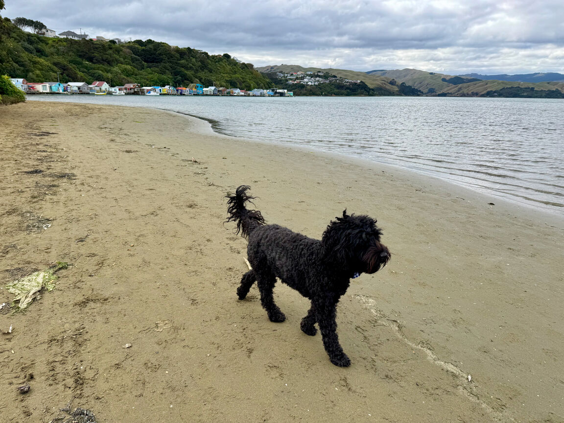 Photo from Paremata Beach